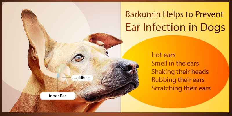 Treat Ear Infection in dogs with Barkumin