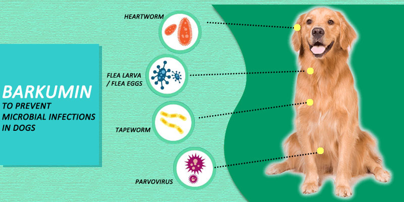 Fight away infections in dogs with Barkumin