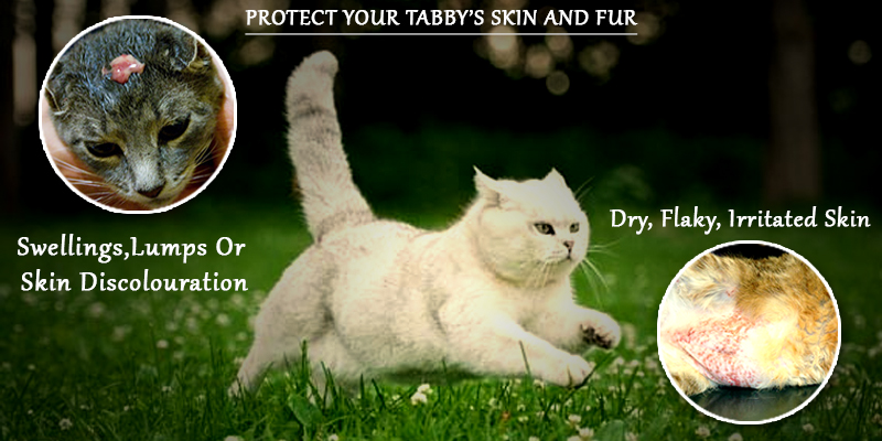 Tabbycin-C a boon for Cat's skin and fur