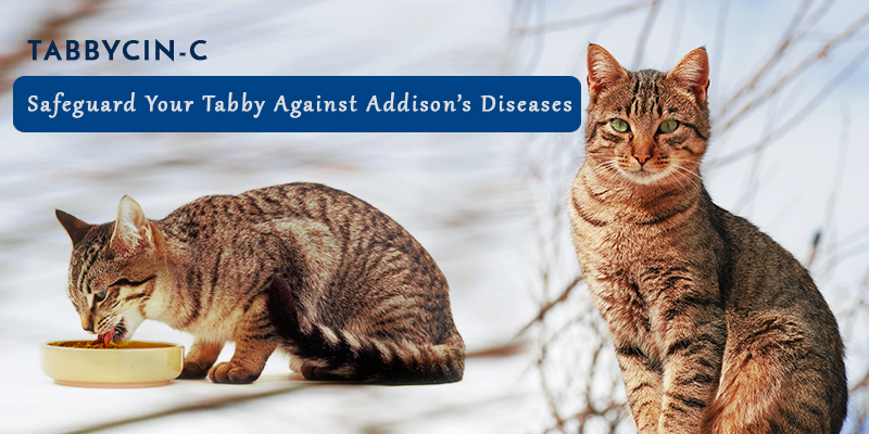 Tabbycin –C best cat supplements