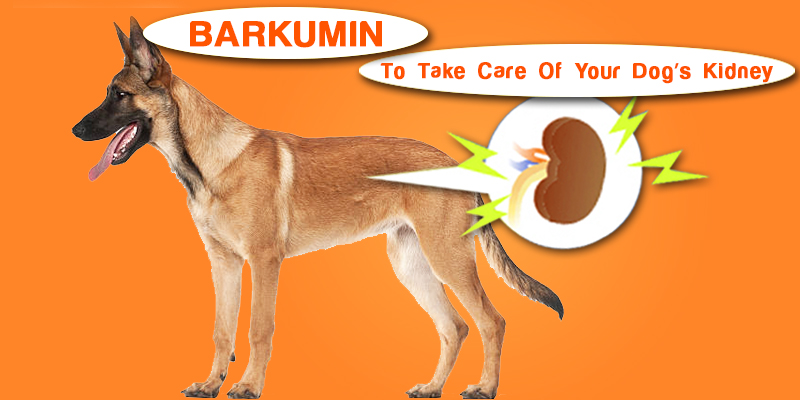 cure kidney problems with Barkumin