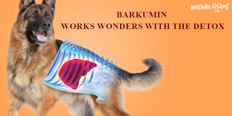 detox your dog with barkumin