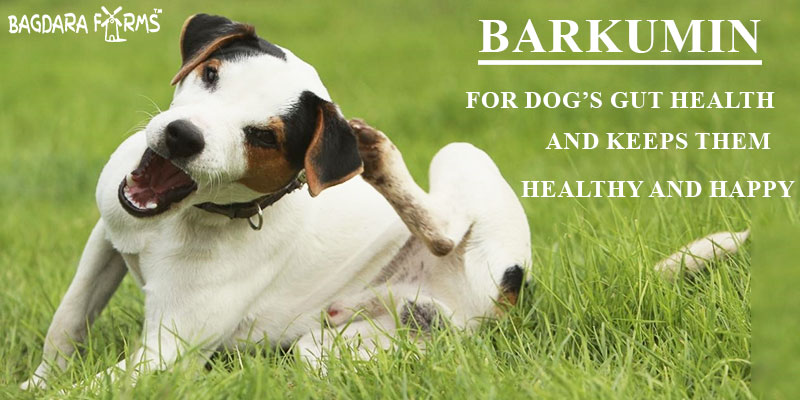 Barkumin for IBS treatment in dogs
