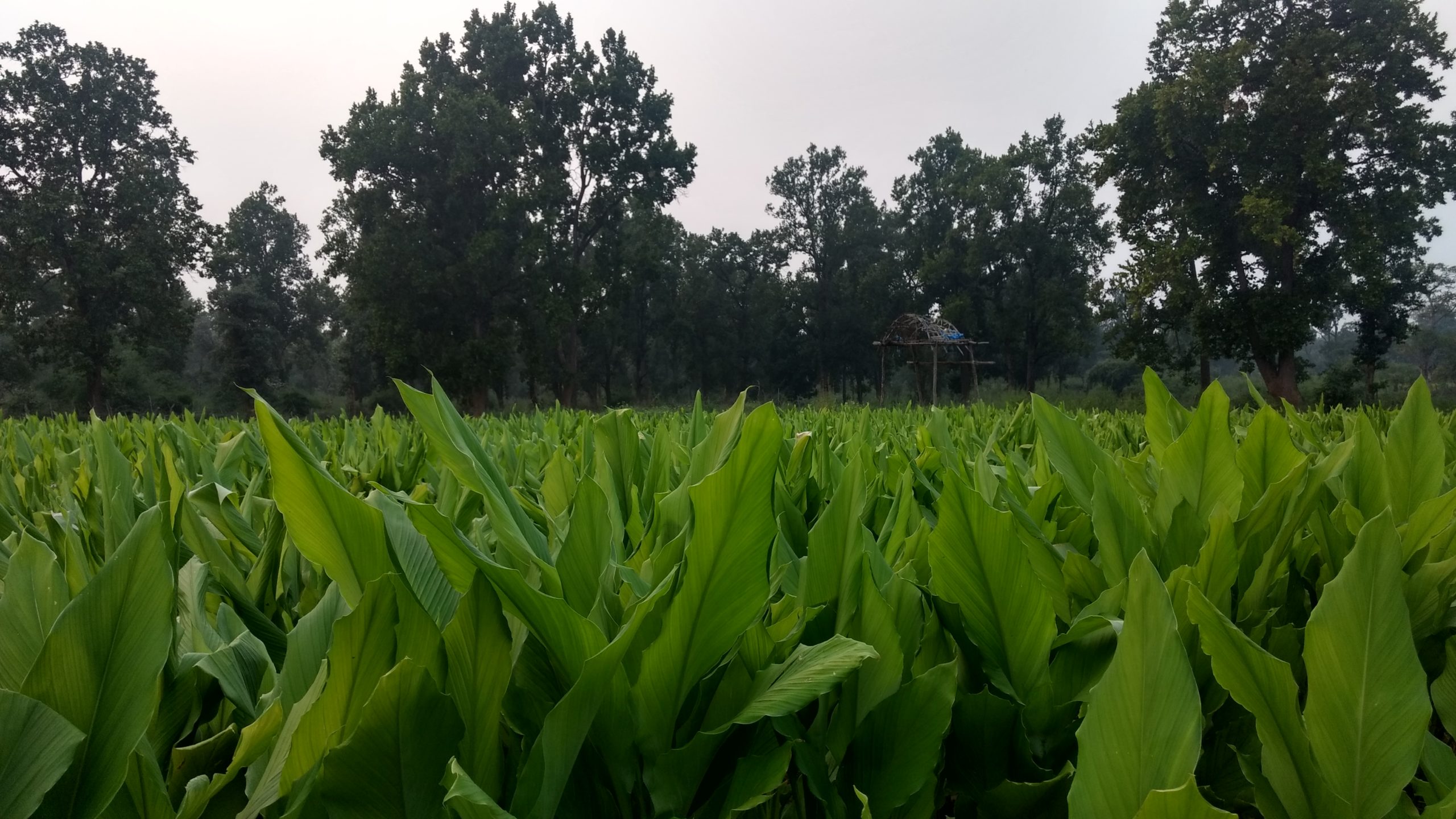 Growing a Greener Future: Bagdara Farms' Forestation Efforts