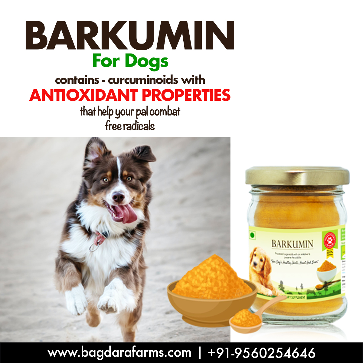 Turmeric for dogs dosage, Turmeric for dogs with cancer, Turmeric for dogs joint pain, Turmeric for dogs skin allergies, Turmeric for dogs arthritis, Turmeric for dogs liver, Turmeric for dogs teeth, Turmeric for dogs golden paste, Turmeric for dogs hotspots, Turmeric for dogs UTI