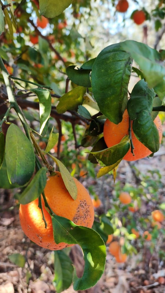 Close-up image of a Narangi, also known as wild orange, with its distinct textured skin and vibrant orange color. The juicy flesh of the fruit is visible, bursting with citrusy flavor and nutrients.