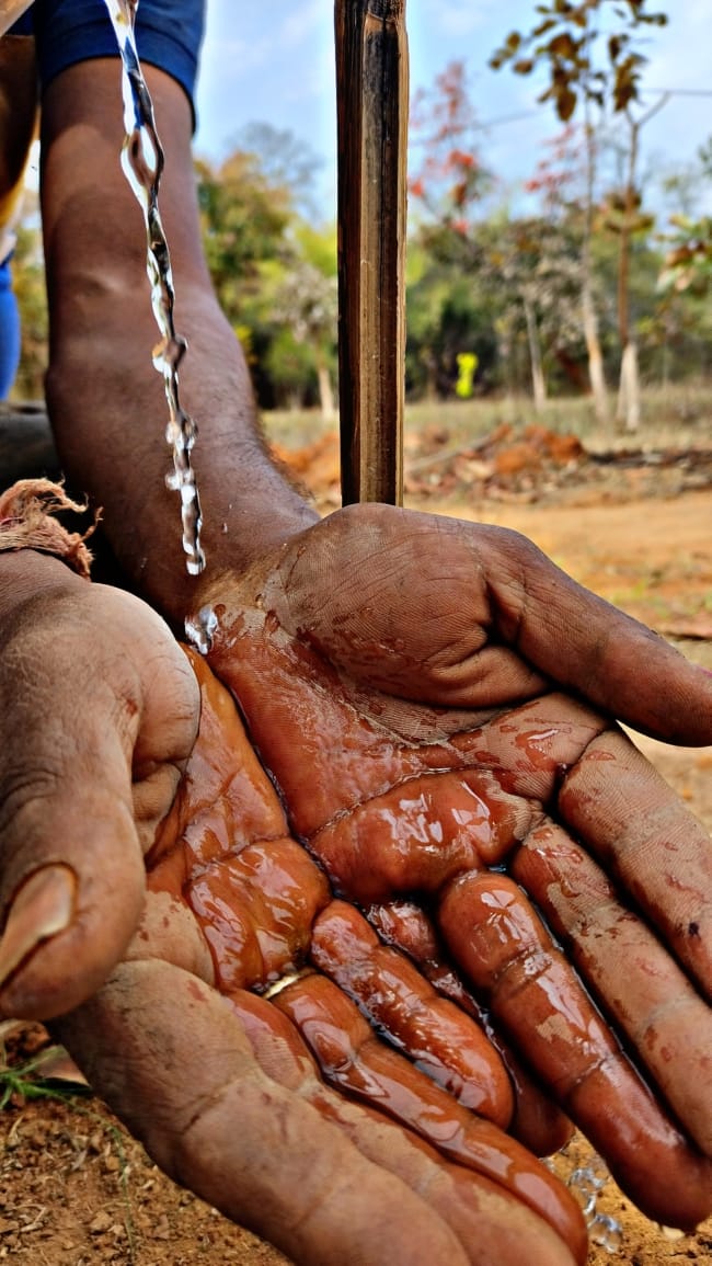 Close-up of a farmer's hand covered in soil and holding a newly planted tree at Bagdara Farms, in honor of World Water Day. The soil is dark and rich, and the tree's roots are visible in the soil.