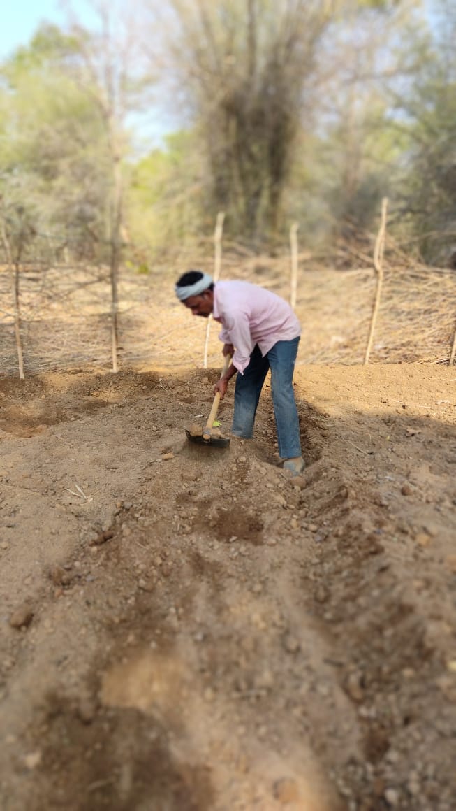 A farmer harvesting turmeric at Bagdara Farms, Madhya Pradesh.