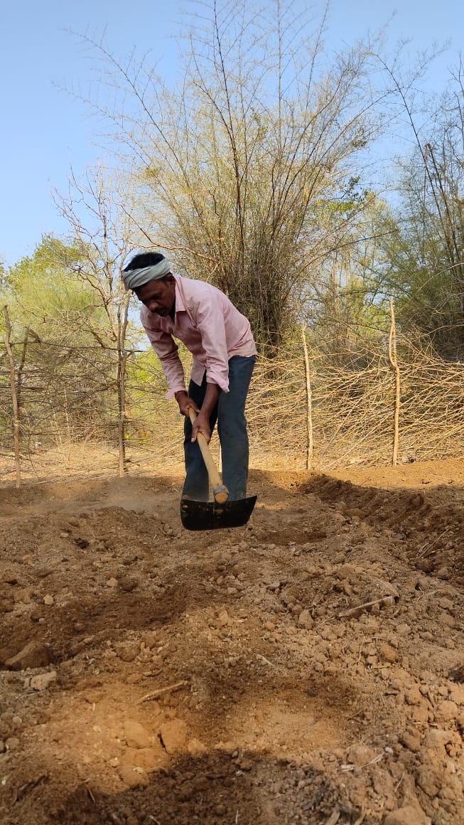 A farm worker named Ratan sowing rice seeds with care and precision on the farm.