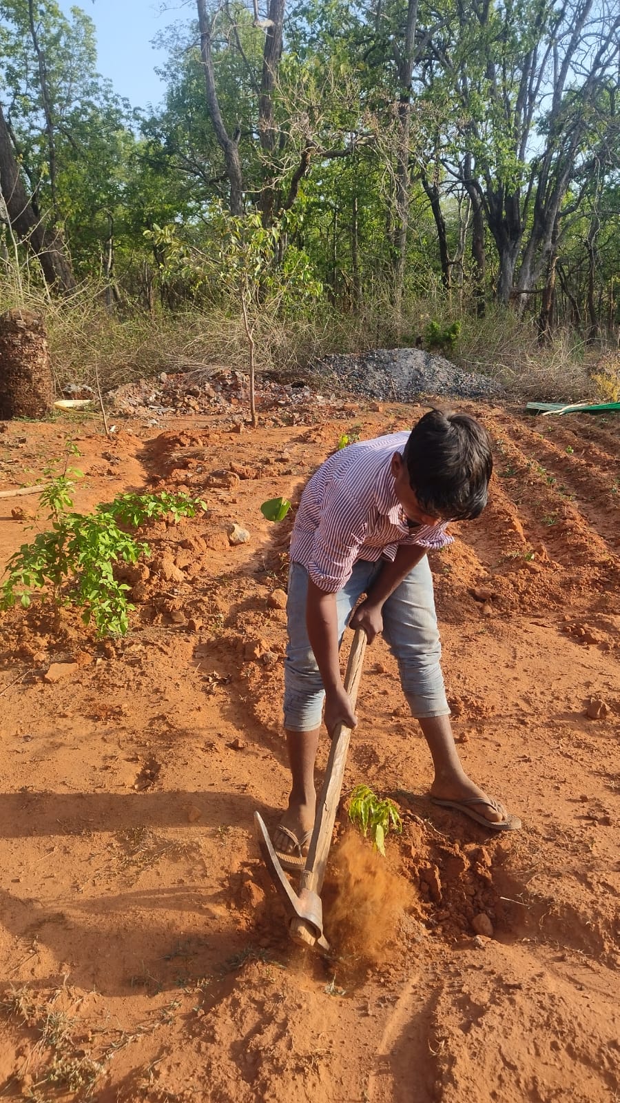 A farm worker diligently tending to crops on Bagdara Farms.