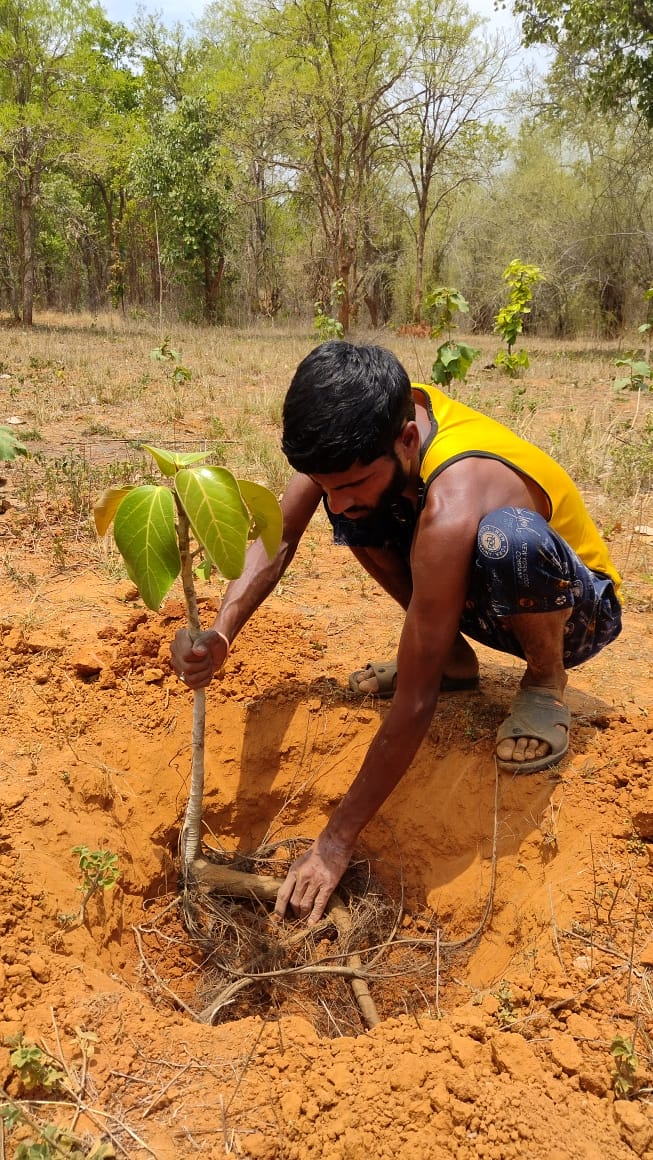 Banyan plant being relocated to an open space for unhindered growth.