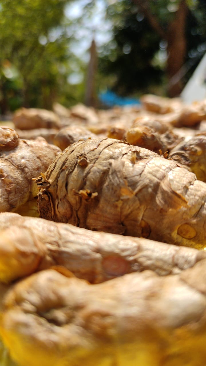 Magnesium-rich Bagdara Turmeric roots at Bagdara Farms