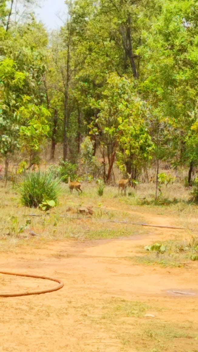 Two wild deers exploring Bagdara Farms on a Summer afternoon.
